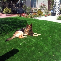 Fake Lawn South Komelik, Arizona Pet Grass, Front Yard