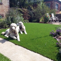 Grass Carpet Cowlic, Arizona Pictures Of Dogs, Dogs Park