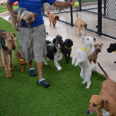Artificial Lawn Cibecue, Arizona Pet Turf, Dogs Park