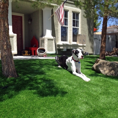 Artificial Turf Cost Seligman, Arizona Dog Run, Front Yard Ideas