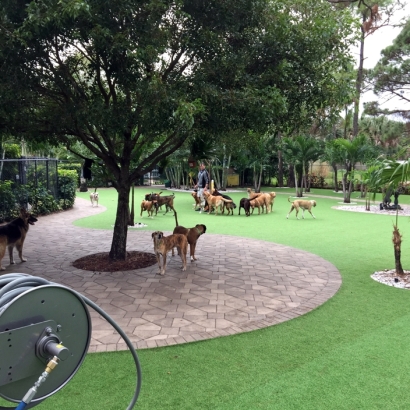 How To Install Artificial Grass Vaiva Vo, Arizona Pictures Of Dogs, Commercial Landscape