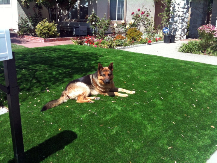 Fake Lawn South Komelik, Arizona Pet Grass, Front Yard