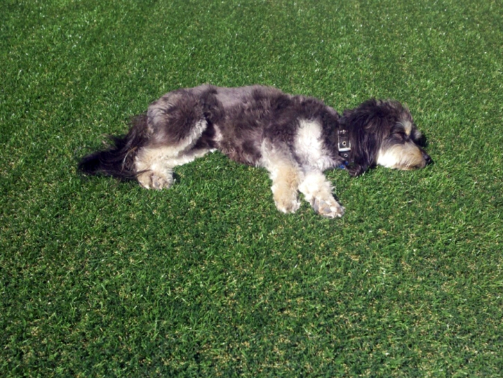 Grass Carpet Mohave Valley, Arizona Pictures Of Dogs, Dogs