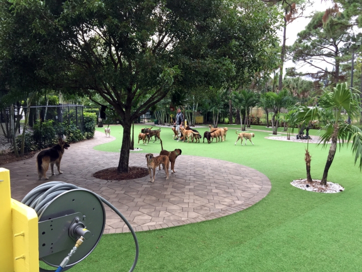 How To Install Artificial Grass Vaiva Vo, Arizona Pictures Of Dogs, Commercial Landscape