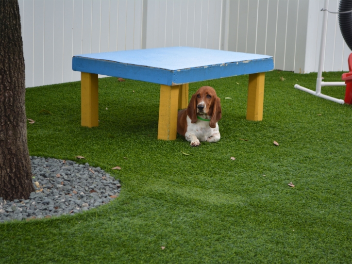 Installing Artificial Grass Clarkdale, Arizona Dog Pound, Dogs Park