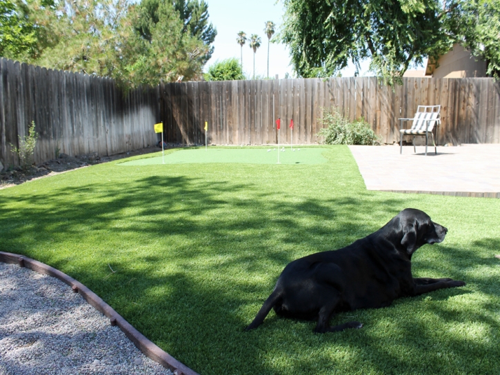 Installing Artificial Grass Congress, Arizona Pictures Of Dogs, Backyard Design