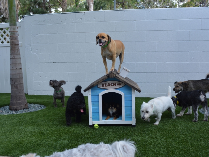 Lawn Services Williamson, Arizona Fake Grass For Dogs, Grass for Dogs