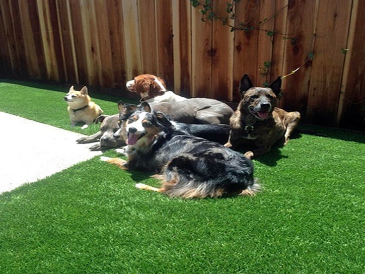 Synthetic Turf Camp Verde, Arizona Dog Pound, Backyard Designs